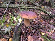 Cep (Boletus edulis)