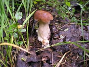 Cep (Boletus edulis)