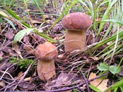 Cep (Boletus edulis)
