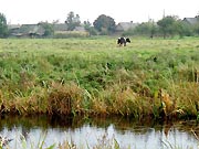 The Cow