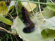 Caterpillar