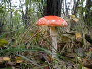 Toadstool