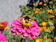 Bumble-bee
