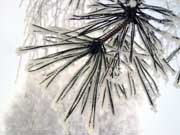 Frost