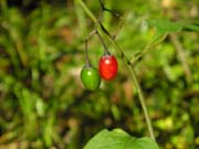 Green and red