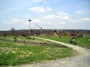 Homestead