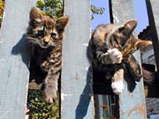 Kittens