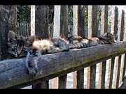Kittens