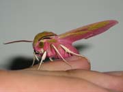 Sphingidae