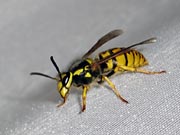 Wasp